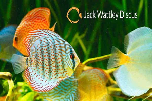 discus-fish-in-aquarium-local-view-digital-marketing